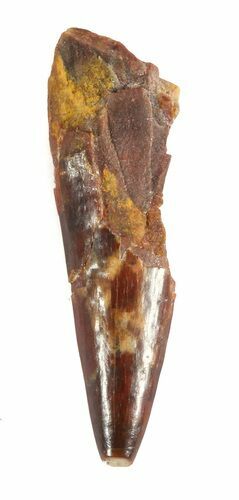 Bargain Pterosaur (Siroccopteryx) Tooth - Morocco #48980